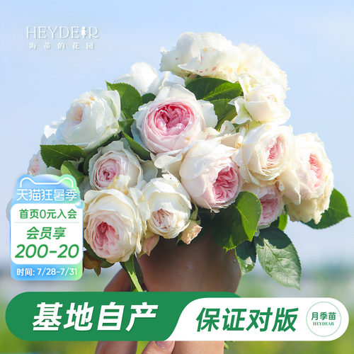 海蒂的花园月季粉色庭院盆栽苗
