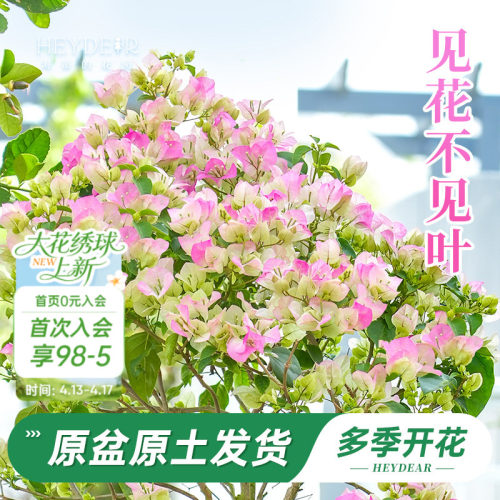 带盆发货30天包活品牌保障
