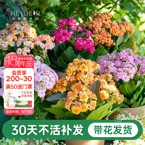 A级长寿花重瓣带花发货