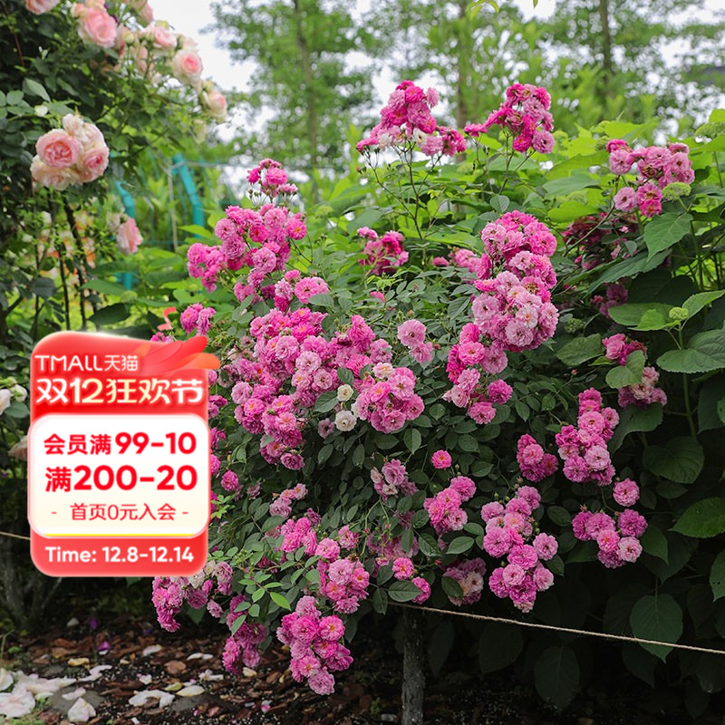 海蒂的花园微型月季浓香多头勤花