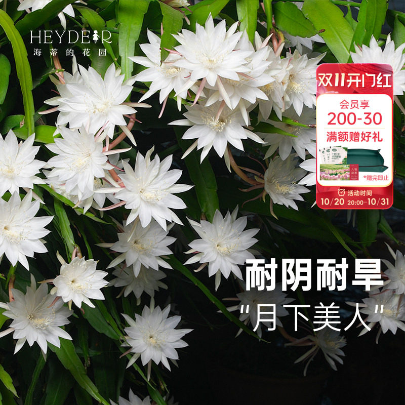 海蒂的花园旗舰店小叶昙花盆栽苗鱼骨令箭阳台庭院耐阴植物花卉