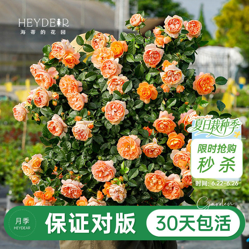 海蒂的花园旗舰店月季花苗盆栽果汁阳台小苗爬藤花卉植物阳台庭院 - 实物图