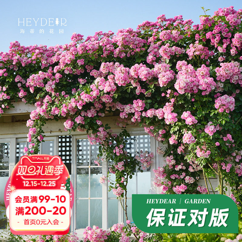 海蒂的花园藤本蓝色阴雨植物易活