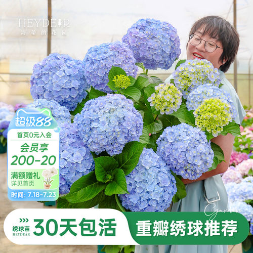 海蒂的花园重瓣绣球阳台庭院可种