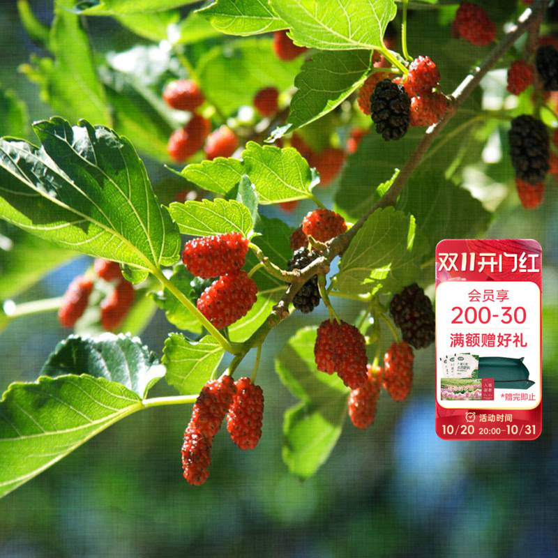 海蒂的花园桑葚树苗台湾长果桑白玉王好养水果苗南北方种植盆栽苗