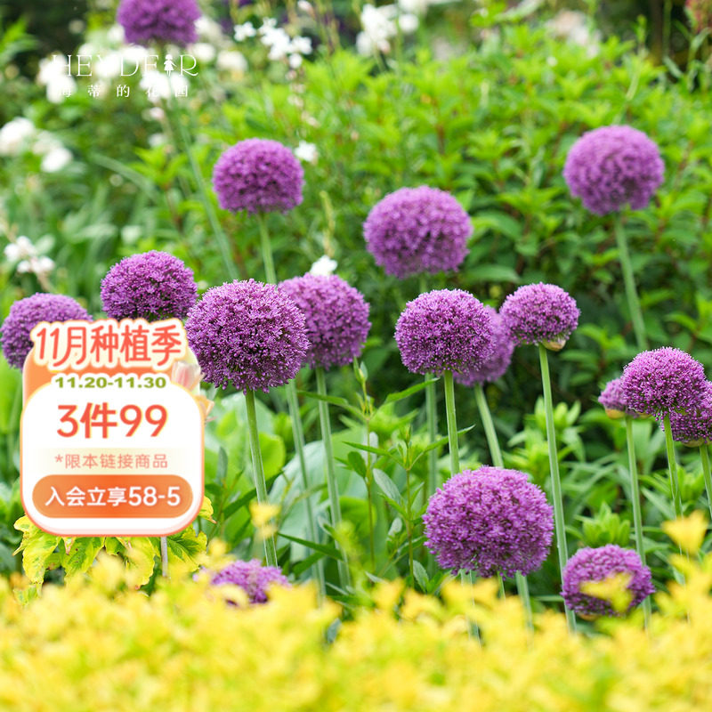海蒂的花园旗舰店花葱种球多年生庭院花境花卉夏季开花球根预售