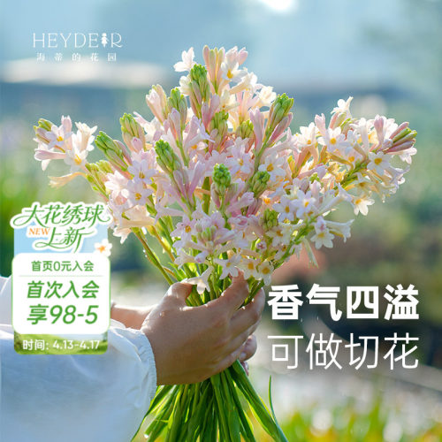 海蒂的花园晚香玉露台花卉植物