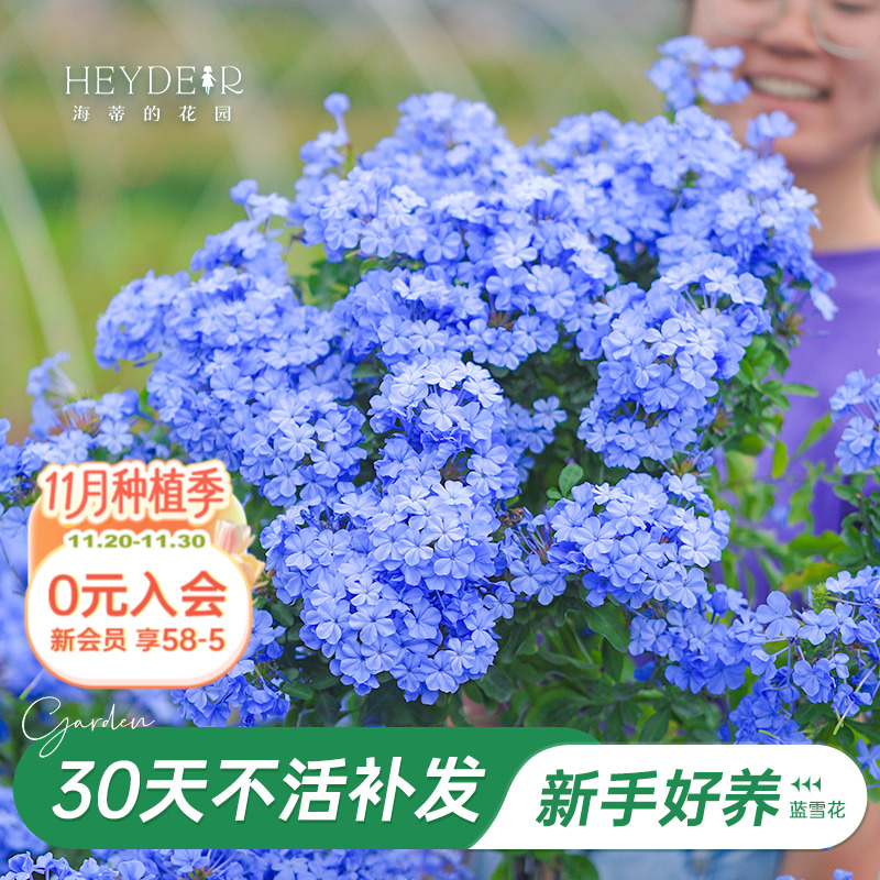 海蒂阳台蓝雪花海蒂的花园