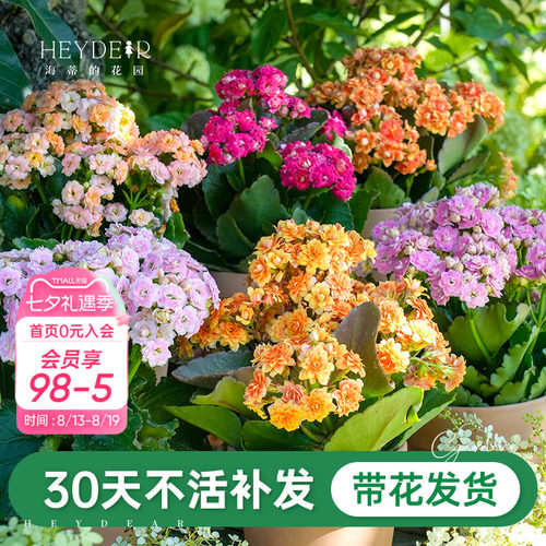 A级长寿花重瓣带花发货