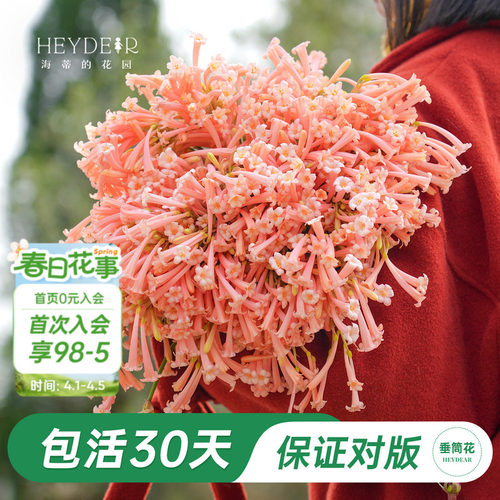 海妈家冬季开花球根花卉植物