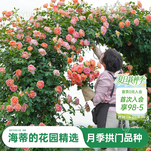 海蒂的花园旗舰店大拱门月季花苗爬藤月季龙沙宝石舍农索城堡女人