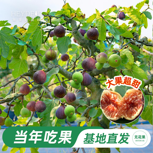 基地自产无花果苗保证对版