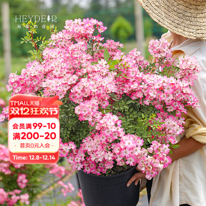 海蒂的花园遮阳伞藤本阳台月季