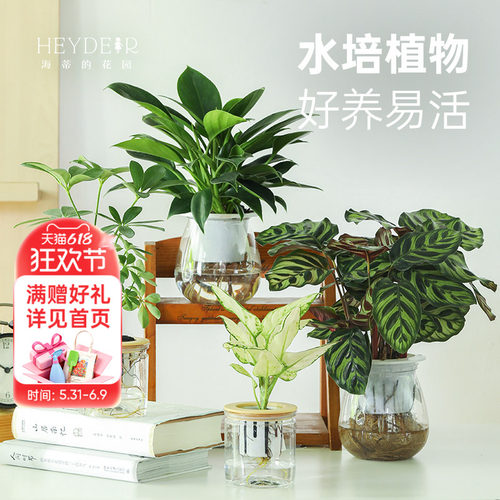 客厅办公桌室内观赏水培绿植