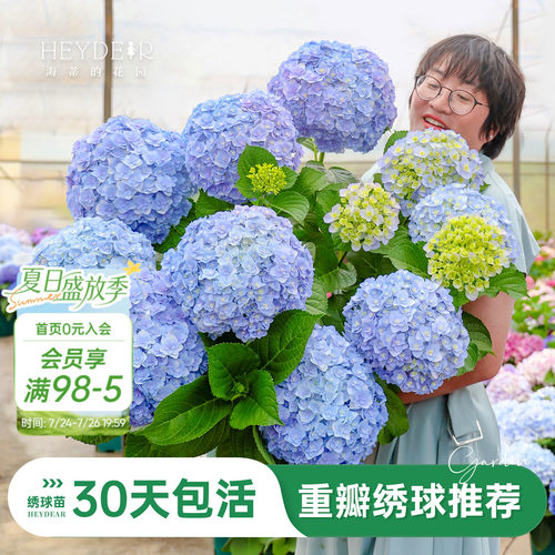 海蒂的花园重瓣绣球阳台庭院可种