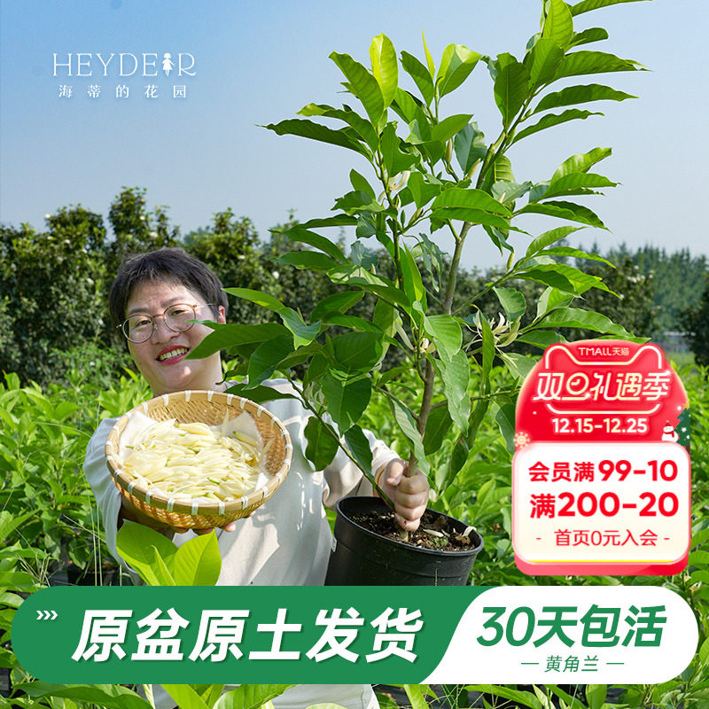 海蒂的花园旗舰店黄葛兰黄角兰白兰屋顶庭院植物香味花卉树苗盆栽