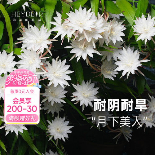 海蒂的花园昙花多年生好养花卉