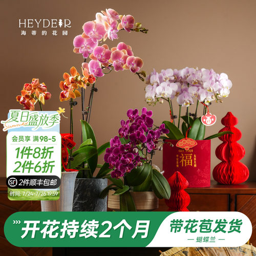 【品牌保障】A级蝴蝶兰带花发货