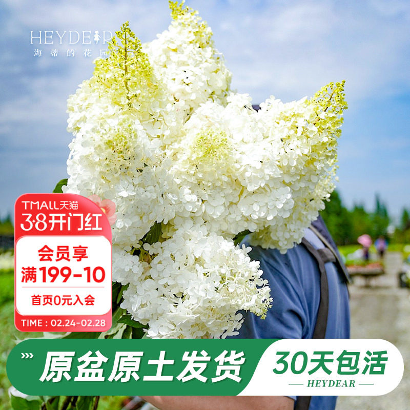 海蒂的花园旗舰店圆锥绣球花卉盆栽石灰灯庭院绿植耐寒耐热植物苗