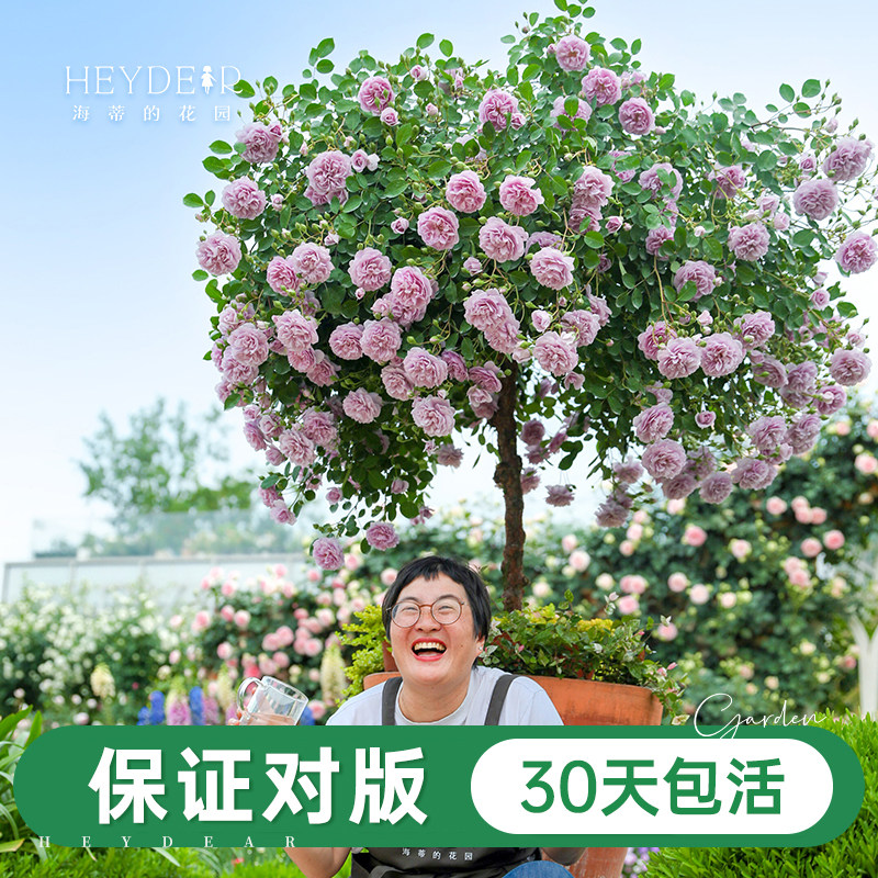 海妈家自产月季花苗易养护包对版图片