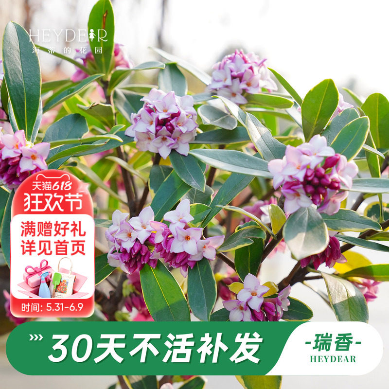 海蒂的花园旗舰店瑞香花卉盆栽冬季开花植物阳台庭院开花绿植