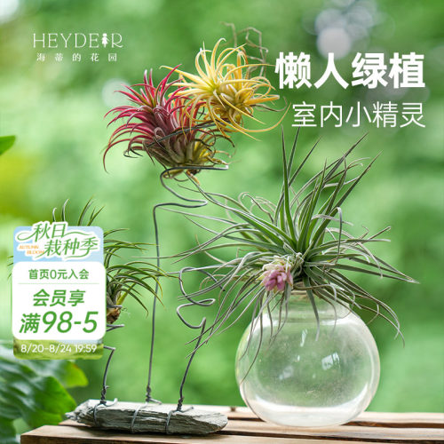空气凤梨无土植物室内趣味绿植