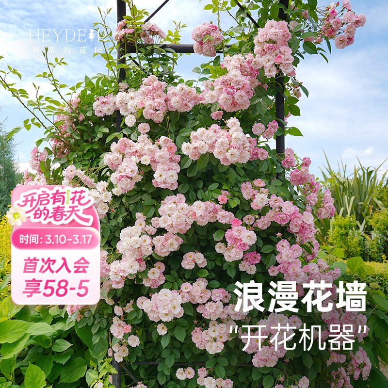 海蒂的花园 苹果花爬藤月季春季花量大颜色美庭院花卉植物盆栽苗