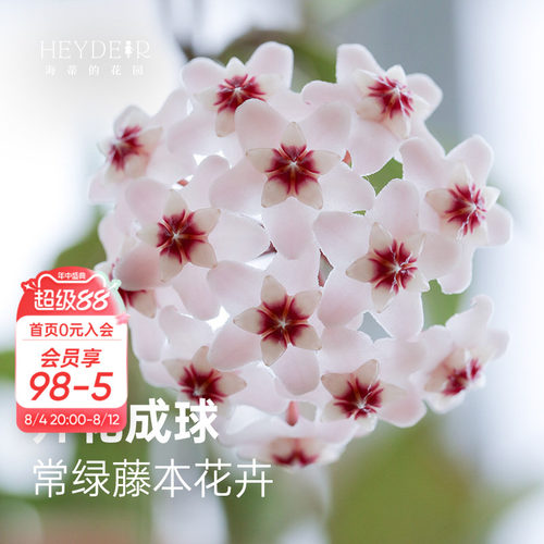 球兰耐阴开花植物花卉