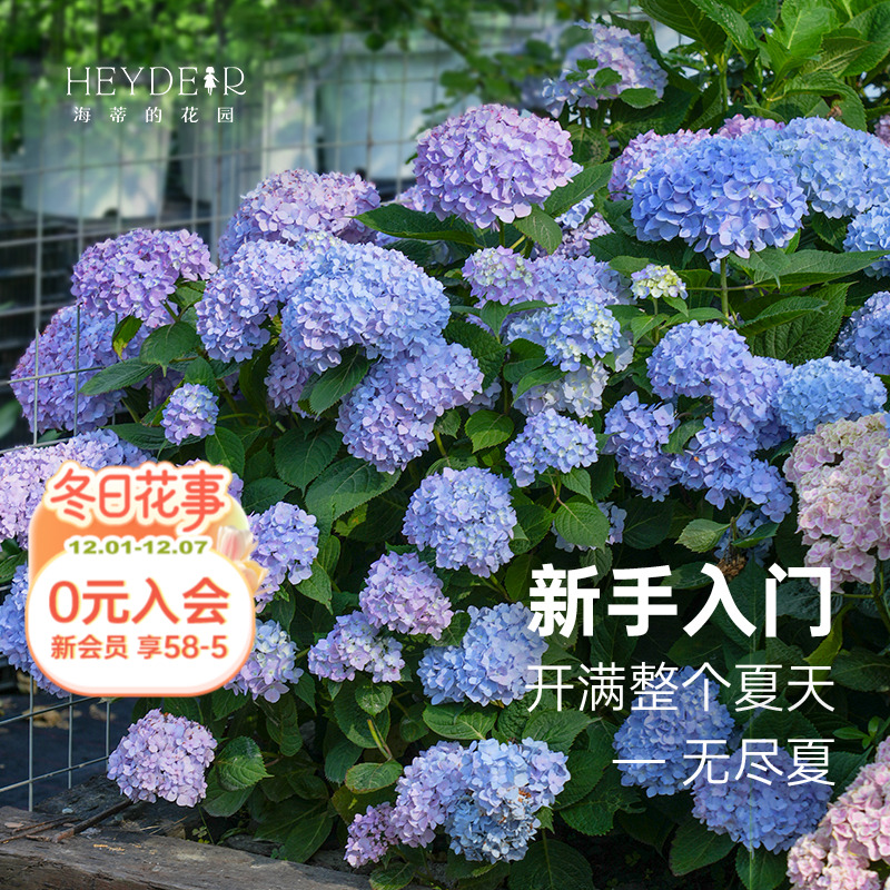 海蒂的花园无尽夏绣球盆栽