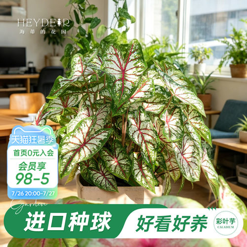 好种易发芽室内可栽种