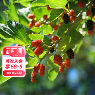 海蒂 花园桑葚树苗台湾长果桑白玉王好养水果苗南北方种植盆栽苗