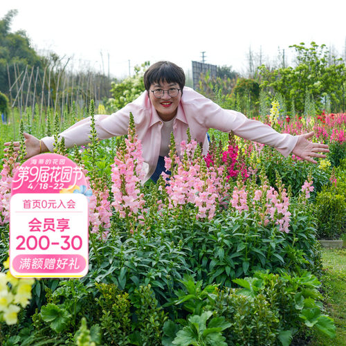 海蒂庭院草本花卉金鱼草