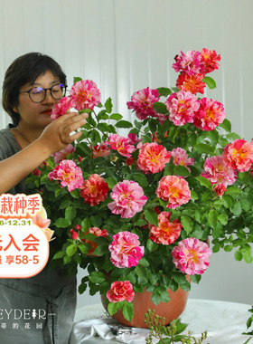 海蒂的花园 埃德加德加条纹月季抗病新手种植阳台庭院花卉盆栽苗