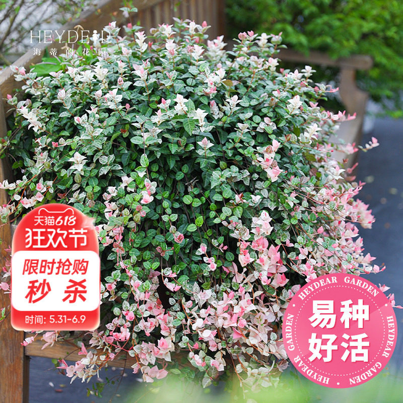 海蒂的花园花叶络石四季常绿好养观叶垂吊植物阳台室内绿植盆栽苗