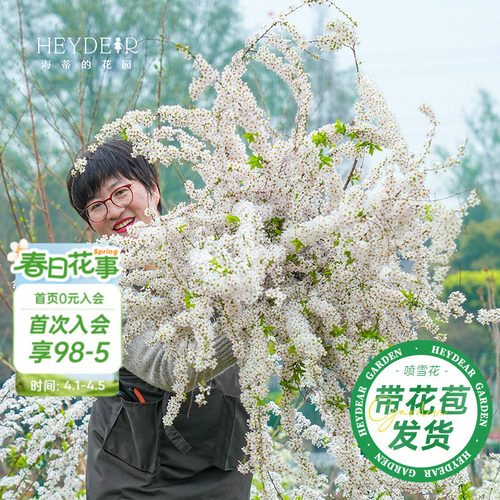 海妈家雪柳盆栽带花苞发货