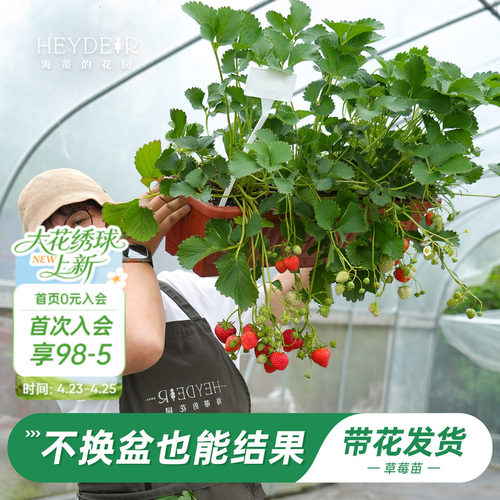 特大号草莓，不换盆就能结果
