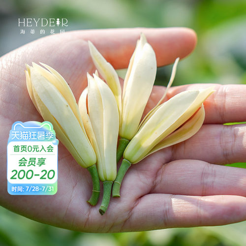 多季节开花黄角兰树苗四川发货