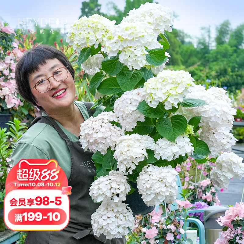 海蒂的花园无尽新娘植物
