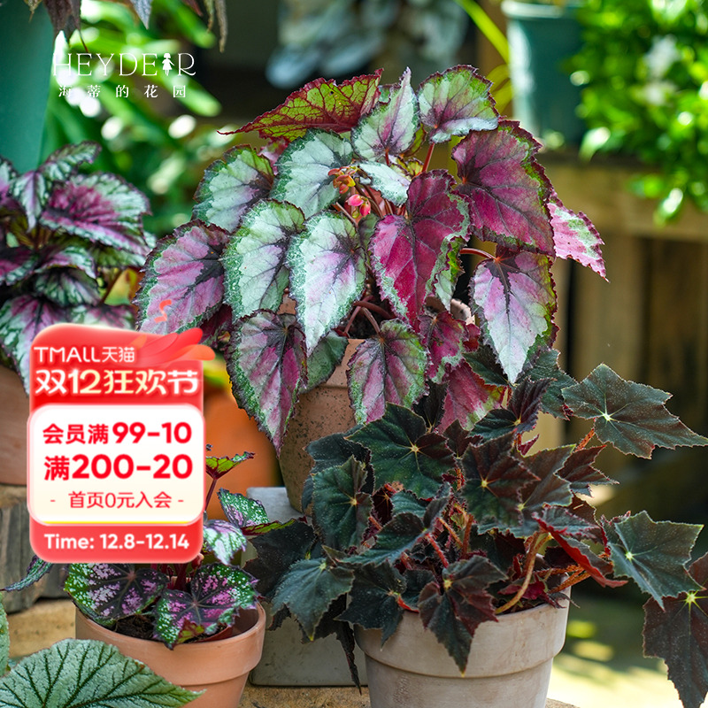 办公桌绿植室内栽种养护轻松