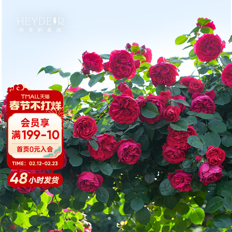 ���ٵĻ�԰�콢�������¼������׵��Ȼ�ǽ�����ٱ���������ֲ����