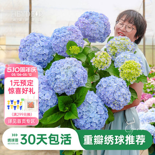 海蒂的花园重瓣绣球阳台庭院可种