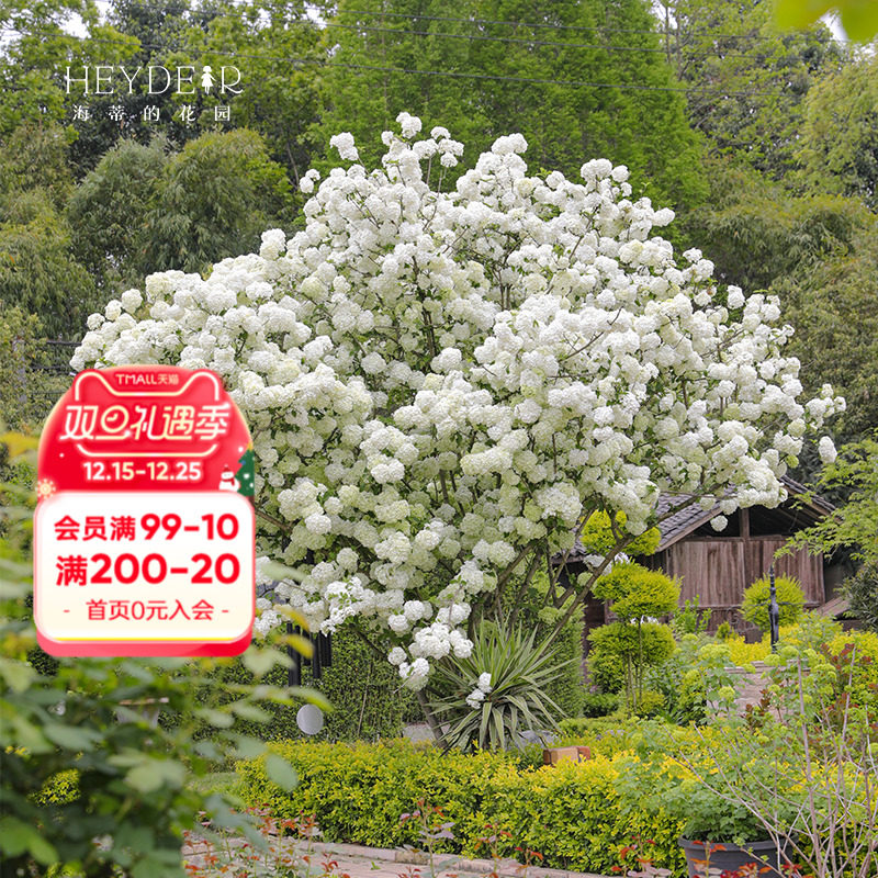 海蒂的花园中华木绣球斗球灌木花卉庭院大型造景木本植物盆栽树苗