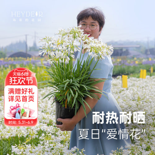 小众花园植物百子莲盆栽植物