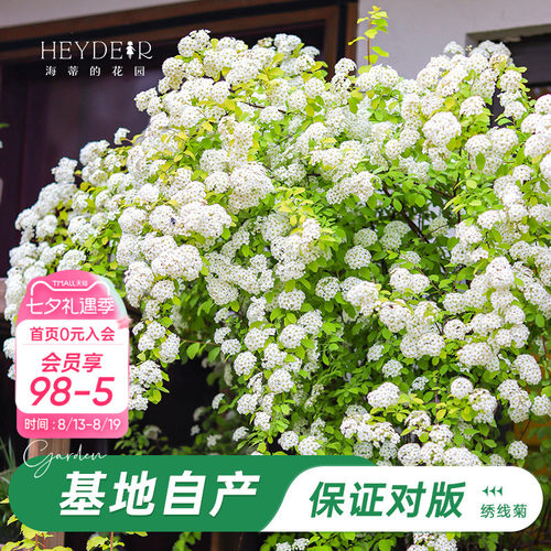 海妈家耐寒花灌木北方露天过冬