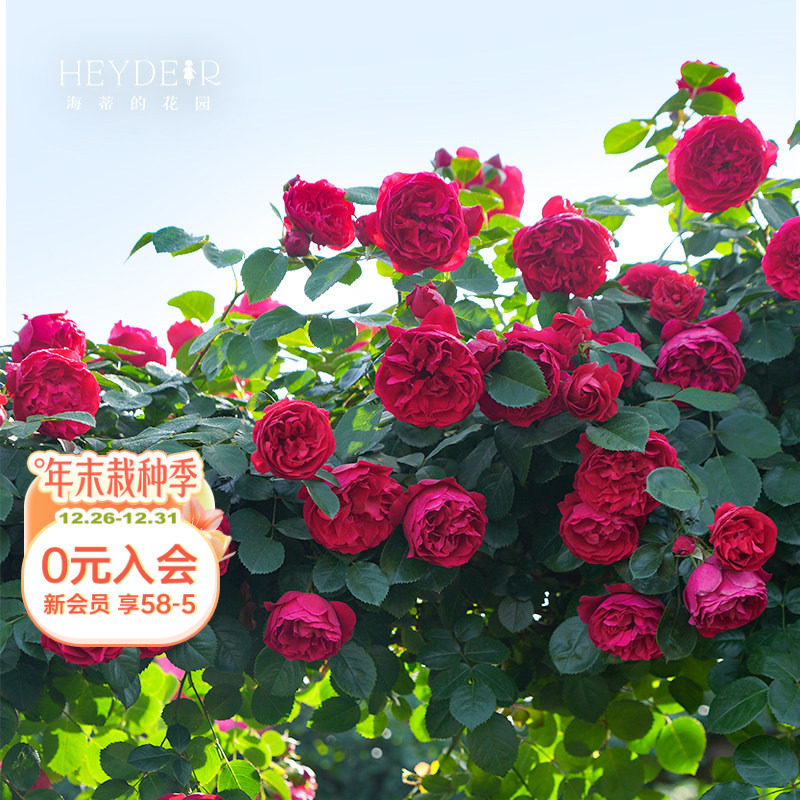 ���ٵĻ�԰�콢�������¼������׵��Ȼ�ǽ�����ٱ���������ֲ����