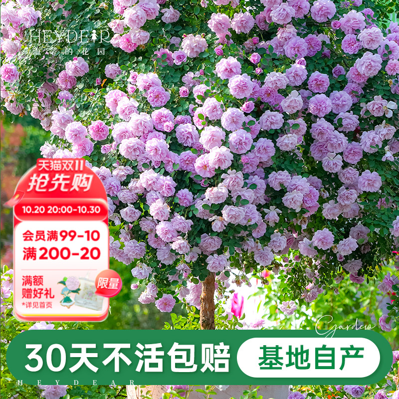 基地自产月季花苗累计销售30万+