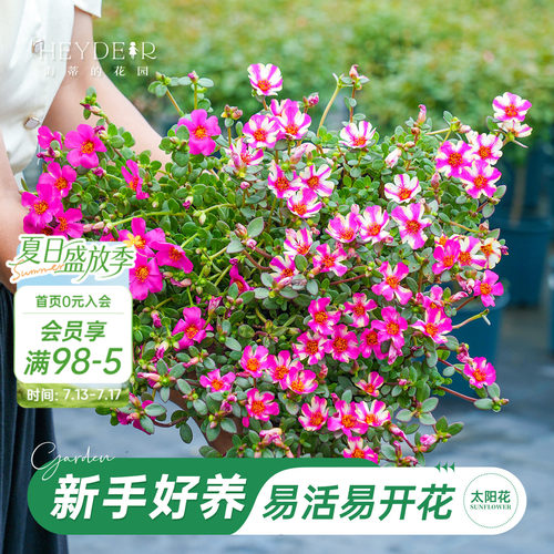太阳花盆栽带花苞新手好养
