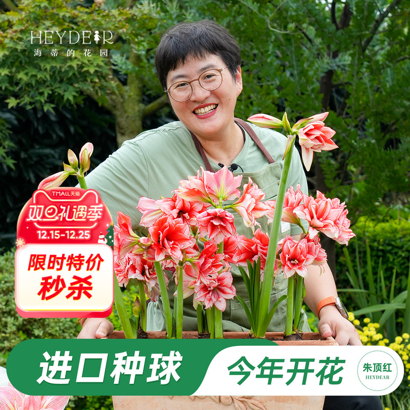 秋季朱顶红进口种球包对版