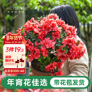 海蒂的花园旗舰店杜鹃花苗多年生灌木阳台庭院耐阴花卉盆栽植物