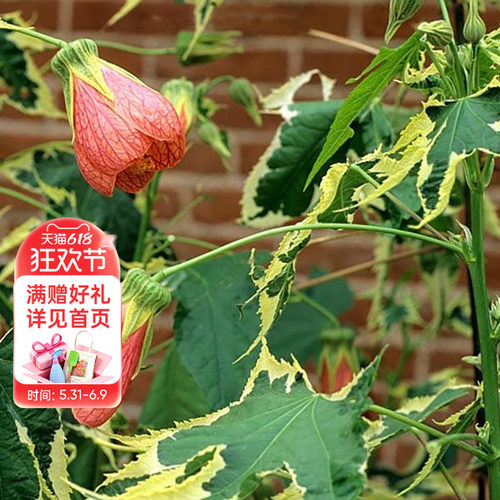 海蒂的花园四季开户多年生灯笼花